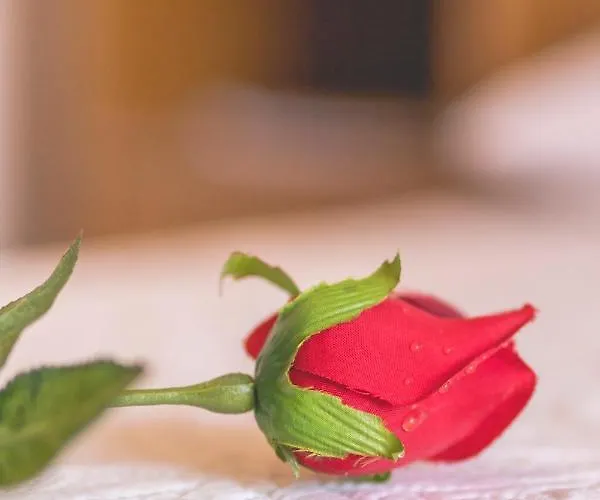 Lejlighed Prkacin Trogir